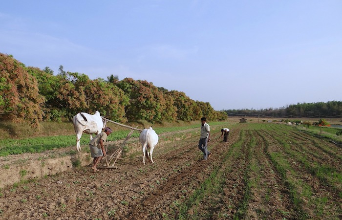 Indian-Farmer-Workingfarm