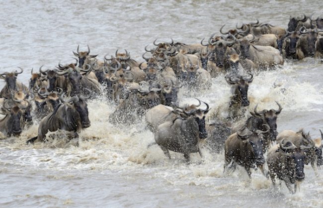 Mara-river-Tanzania