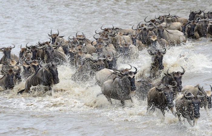 Mara-river-Tanzania