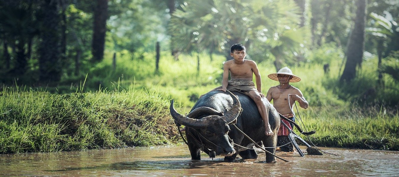 buffalo-rice-farming-asia