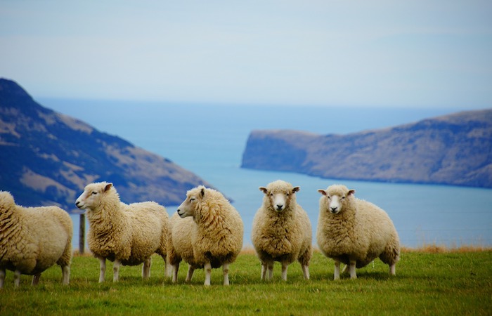 new-zealand-Agri-Tour copy 2 best-farming-tours-worldwide