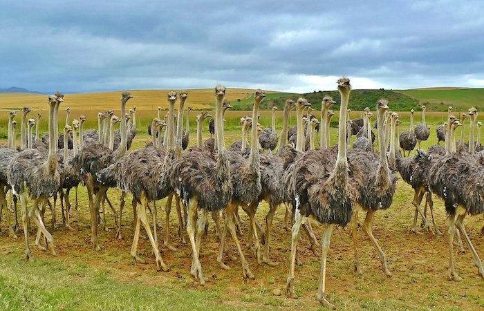 farming-tours-africa